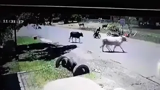 Cow knocks man off bike on the road (2019)