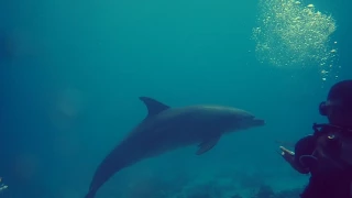 Diving with Dolphins in Red Sea- Shaab El Erg