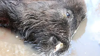 GIANT FIRST EVER WILD HOG WITH A BOW