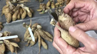 90. How I Store Dahlia Tubers Over the Winter.