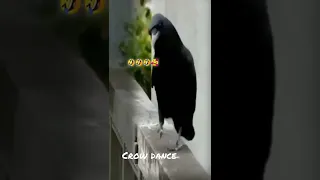 #crow dance 😂😂🥰