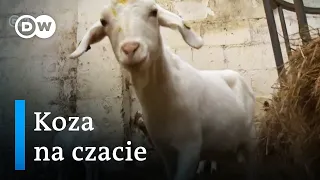 Koronawirus. Nietypowy pomysł na biznes