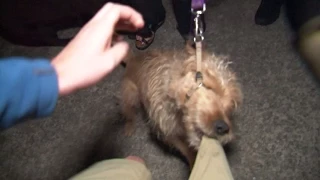 RAW Dog Attacks Cameraman, Gets Tasered