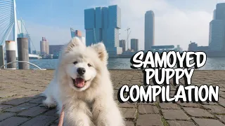 First weeks in the life of our Samoyed Puppy