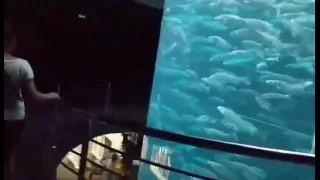 Best Aquarium Ever ( Tenerife )
