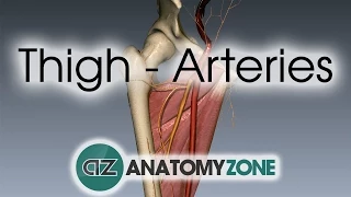 Thigh Arteries - 3D Anatomy Tutorial