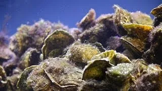 Oysters Timelapse