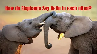 How do Elephants Say Hello to each other?