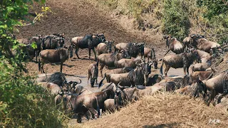 Wildebeest Migration - Serengeti National Park