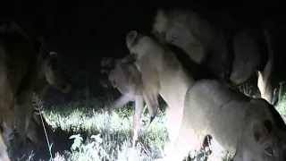 Lions killing a wildebeest baby