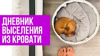 Как приучить собаку спать отдельно. Дневник выселения собаки из кровати #amydog