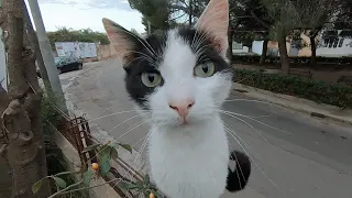 DOVE OSANO LE AQUILE (ARRIVANO ANCHE I GATTI)