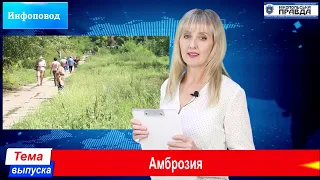 Никополь утопает в амброзии (видео)