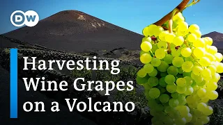 Gourmet Wine From A Volcanic Crater - Organic Vines Cultivated In Craters On The Canary Islands