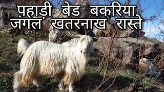 एक चरवाहा की यात्रा जंगल Mountain Animals  Dall Sheep, Mountain Goat, Ibex, Tahr,Mountain journey