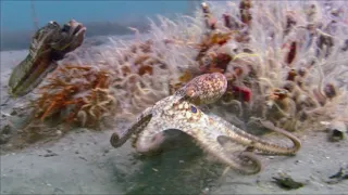 Sarcastic fringehead