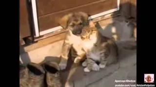 Любовь котенка и щенка / Love kitten and puppy