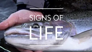 SIGNS OF LIFE: Seeking Wild Steelhead on the Skagit River