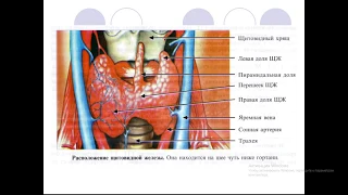 Щитовидная железа  интересное видео
