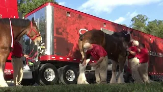 Special tribute to be held in Apopka with Clydesdales for fallen firefighter