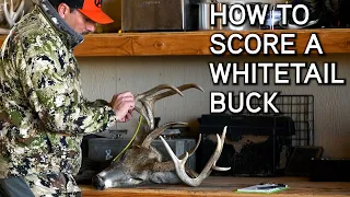 How To Quickly Green Score Your Whitetail Buck!