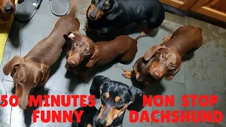 #living with dachshund#50 minutes Dachshund dogs Videos Compilation #Best Dachshund videos
