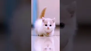 Самые милые котики 😹😽 Минутка смеха №11 😻🤗 #shorts