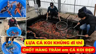 CHỐT toàn CÁ KOI KHỦNG ở trại MARUJYU KOI FARM