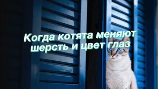 Когда котята меняют шерсть и цвет глаз