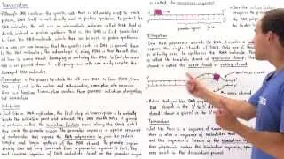 RNA Transcription