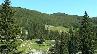 Medvjed (Brown bear) Srednji Velebit