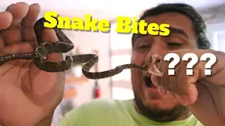 Do Snake Bites Hurt?? How To Avoid Getting Bitten By Your Pet Snake 🐍🐍🐍