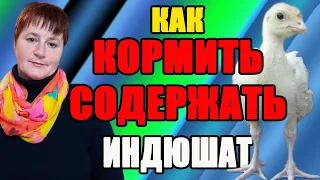 Как кормить и содержать недельных индюшат. Бройлерные индюки БИГ 6.