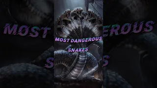 Top 10 Most Dangerous🐍 Snake In the World #shorts