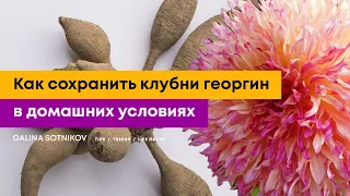 Подготовка и хранение клубней георгин в домашних условиях