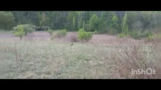 19.04.2024г. Русская гончая Чайка, первая нагонка после 4 месячного перерыва.