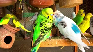 Lovebirds Budgies sounds #birds #budgies #sound #parrot #lovebirds