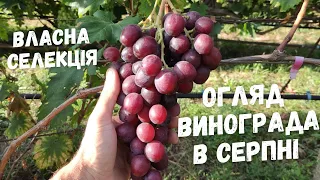 Огляд винограду перед зрізкою в серпні. Власна селекція.