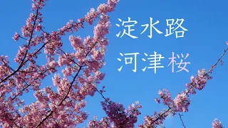 京都　淀水路　河津桜   ２０２４年３月２日　ZV-E10