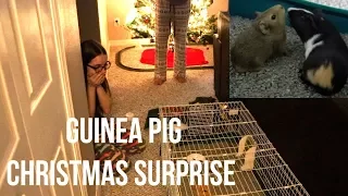 SURPRISING MY SISTER WITH A GUINEA PIG FOR CHRISTMAS | 2017