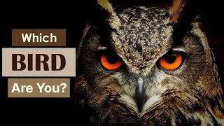 Which bird are you? Bird personality test