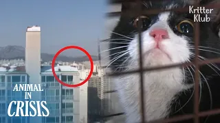 "Help…" Cat's A Second Before Falling Off Slippery Rooftop | Animal in Crisis EP275