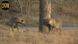 safariLIVE - Sunrise Safari - September 26, 2018