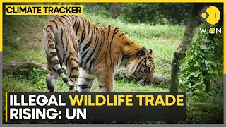 Illegal wildlife trade on the rise; More than 4,000 species affected | WION Climate Tracker