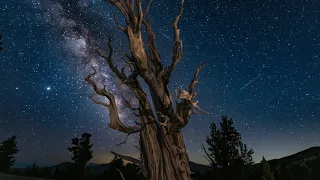 Ancient Bristlecone Pine Forest - Milky Way Timelapse