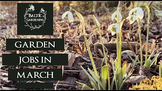 Garden jobs in March. The garden in winter. Preparing the garden in Spring. Baltic Gardening