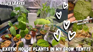 RARE HOUSE PLANT TOUR?! | GROW TENT TOUR FULL OF RARE HOUSE PLANTS!