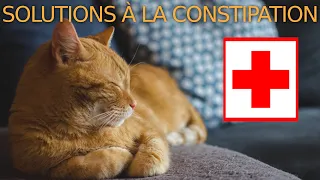 ⚕️🐈 Comment soigner un chat constipé: 9 solutions sans ordonnance!