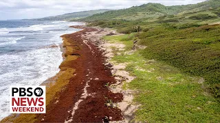 A 5,000-mile-long mass of seaweed is coming to shore. Here’s what will happen