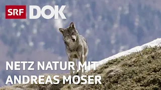 Erklärungen zum Wolf | NETZ NATUR mit Andreas Moser | DOK | SRF